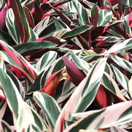 Stromanthe Tri Color 300mm in seagrass planter
