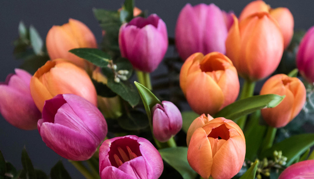 Caring for your Tulips