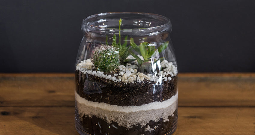 Caring for your Terrarium