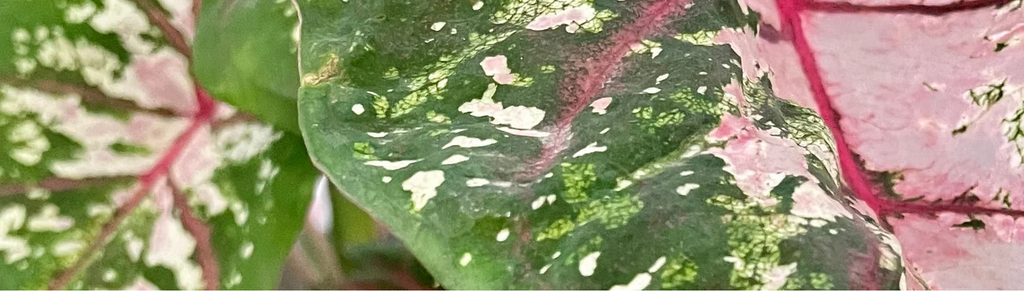 Plant Care Tips and Tricks