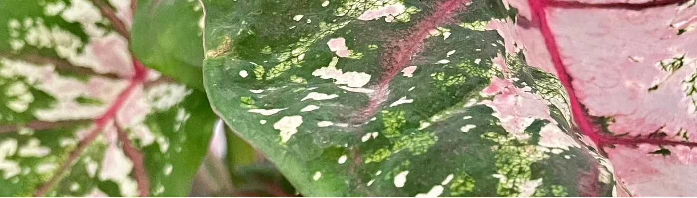 Plant Care Tips and Tricks