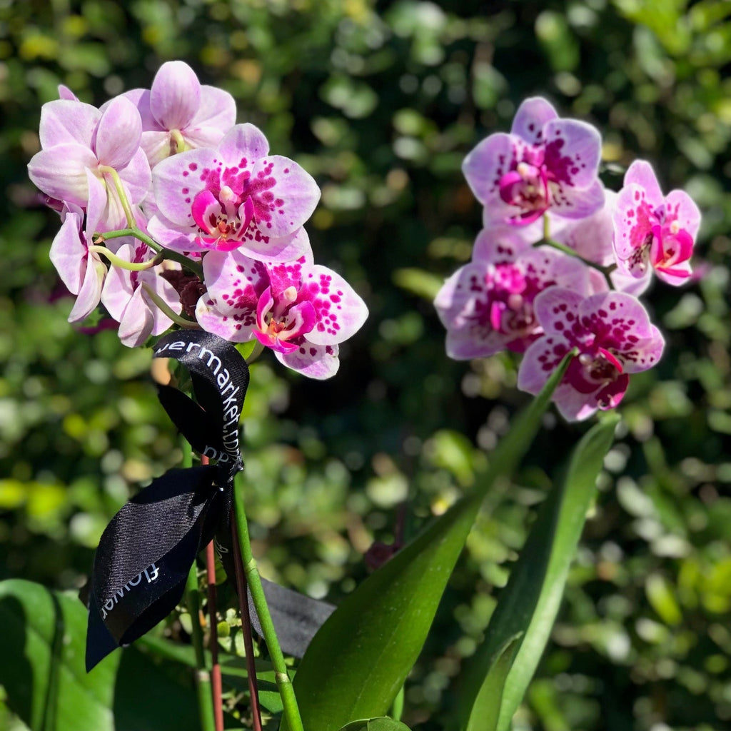 Phalaenopsis Orchid Care