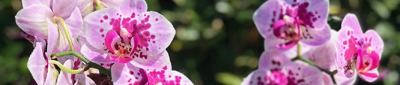 PLANT CARE