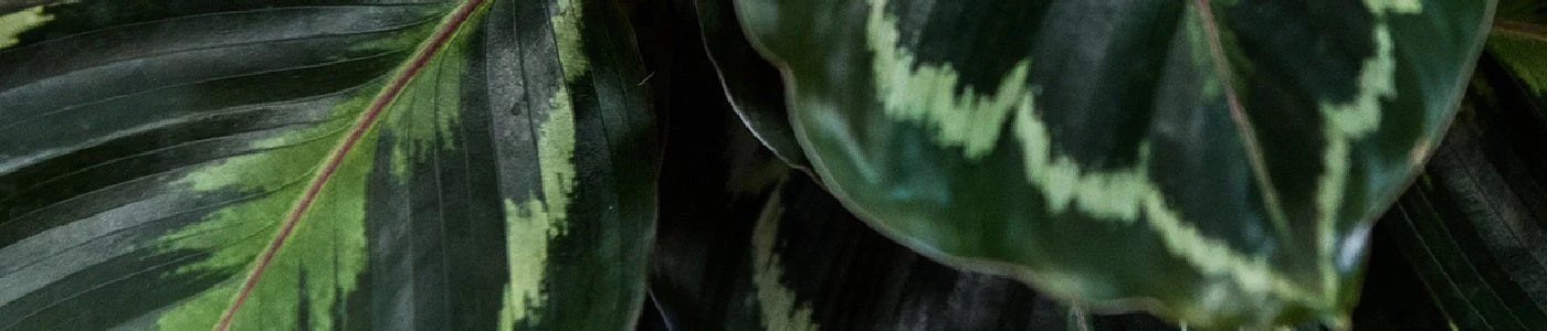 PLANTS