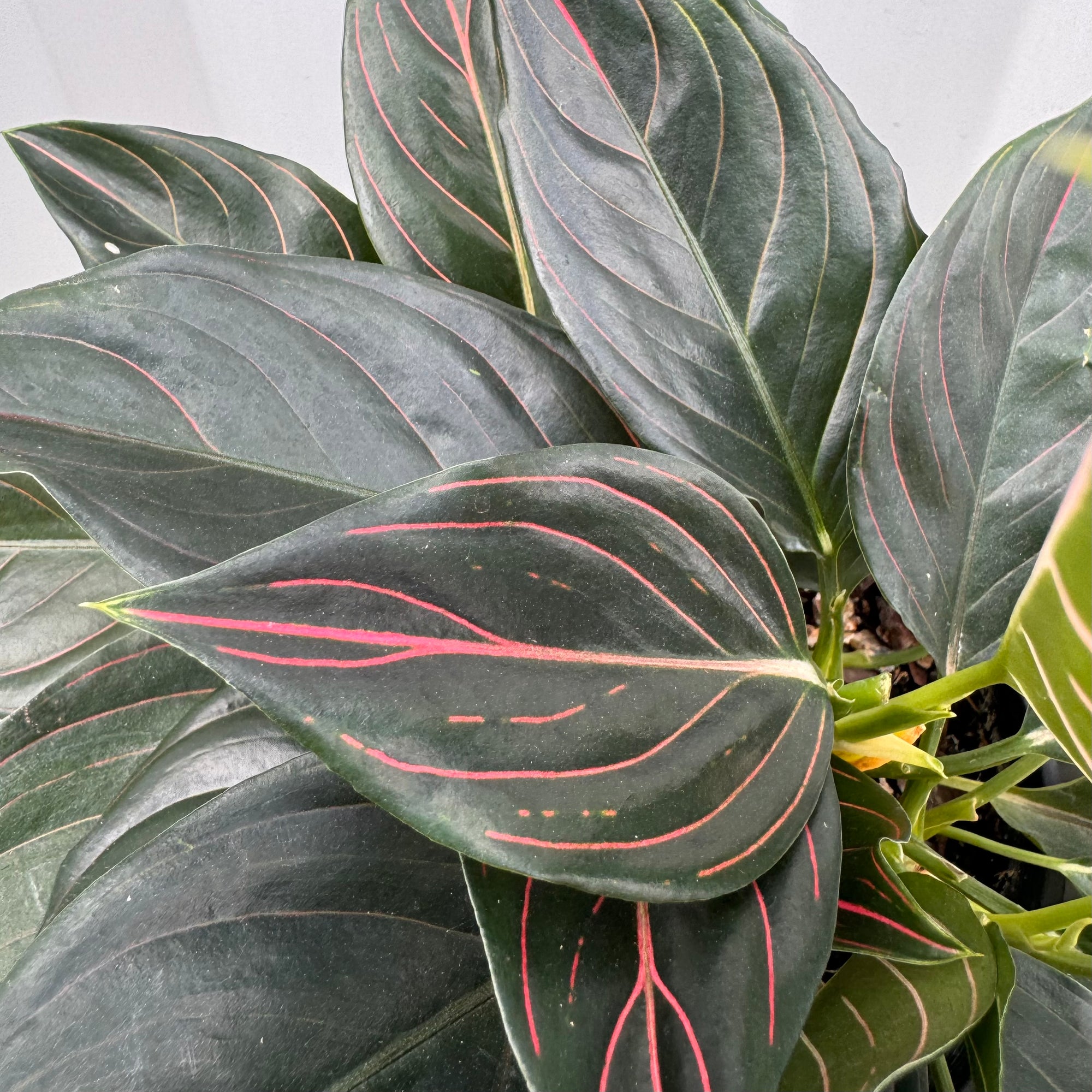 aglaonema red vein AGLAONEMA RED VEIN