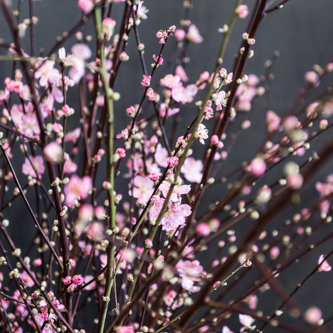 CHERY BLOSSOM BRANCHES