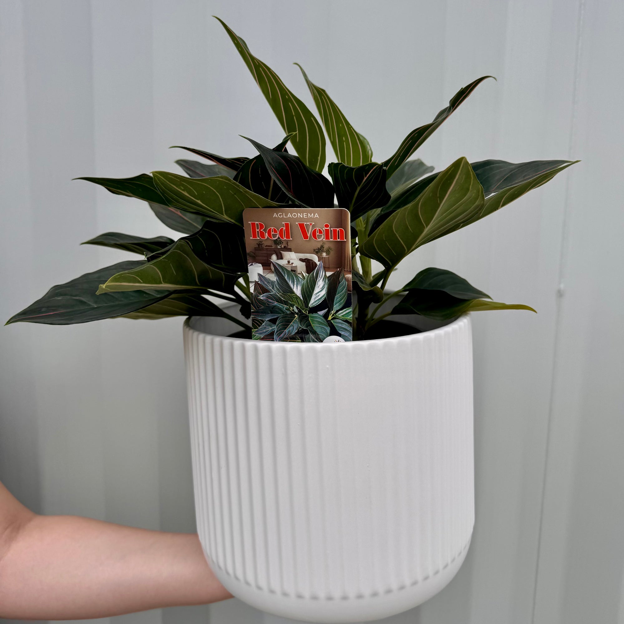 aglaonema red vein AGLAONEMA RED VEIN