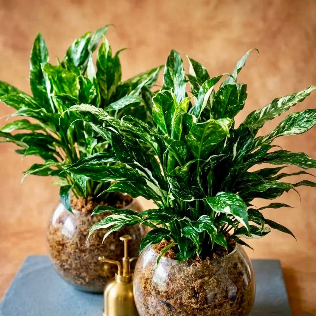 SPAG BOWL TERRARIUMS