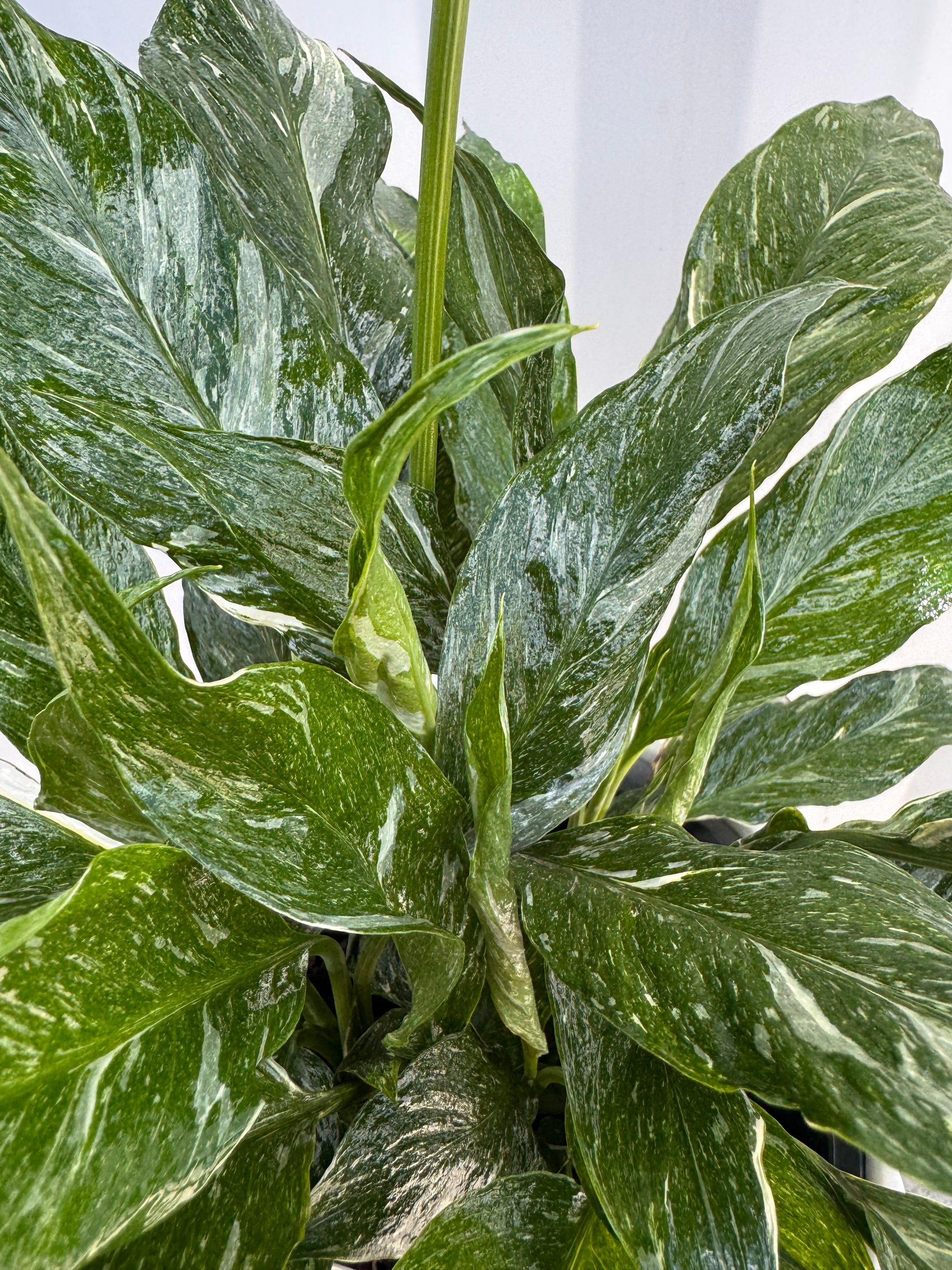 variegated peace lily for sale VARIEGATED PEACE LILY (Spathiphyllum) IN PLANTER