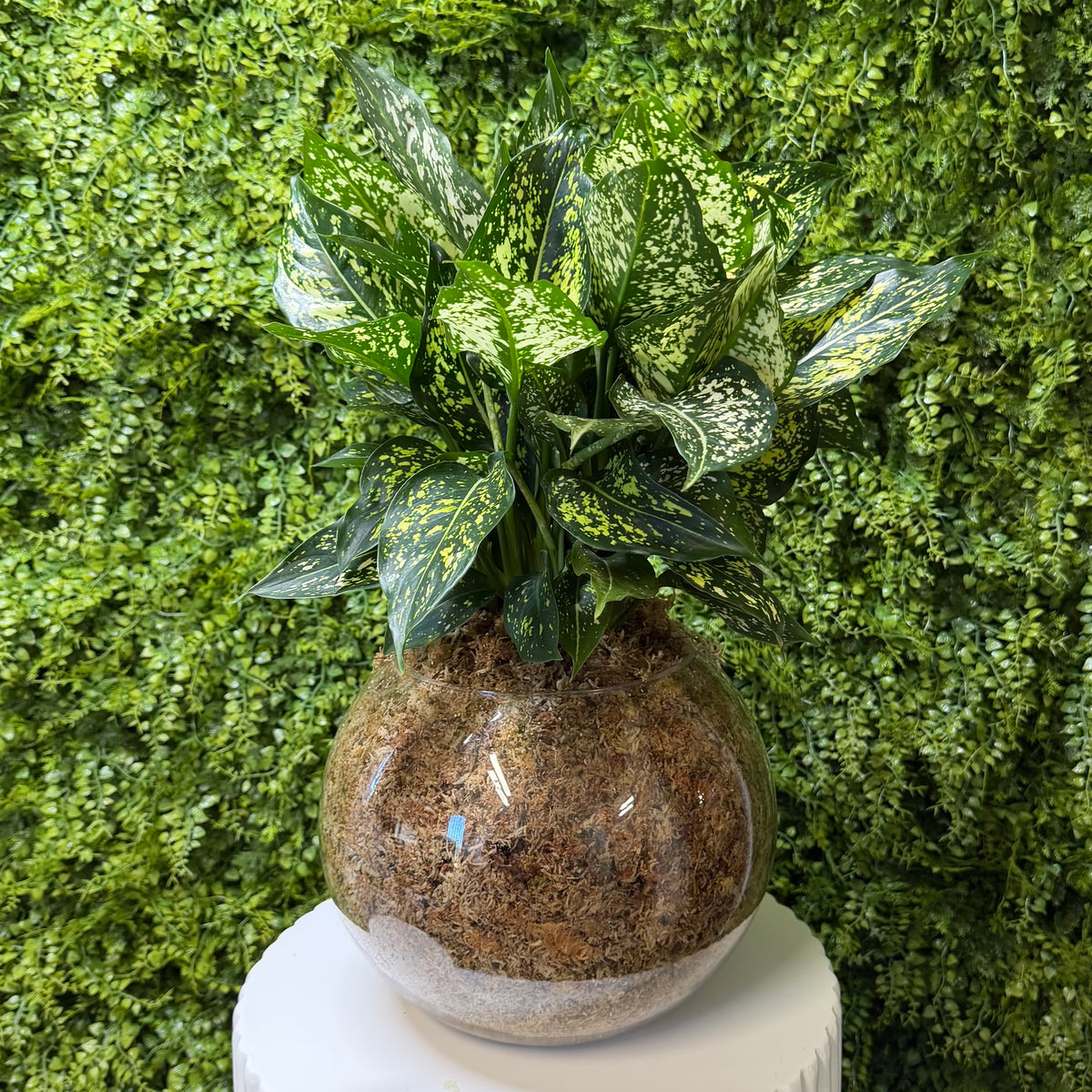 Terrarium against a green foliage background