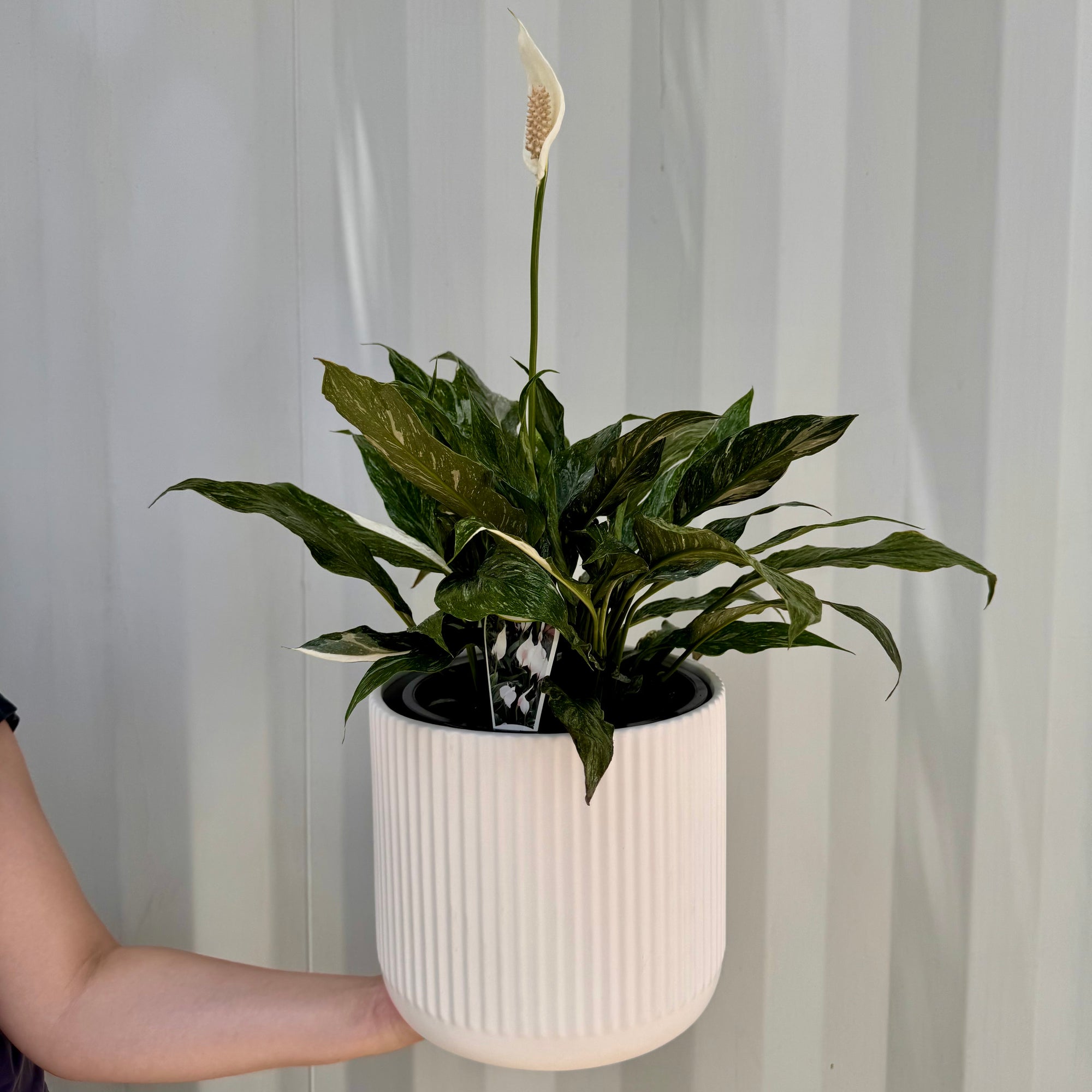 neem oil peace lily VARIEGATED PEACE LILY (Spathiphyllum) IN PLANTER