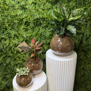 Decorative plants in spherical pots on white stands against a green foliage background