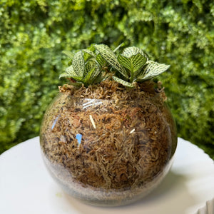 Spherical glass terrarium with plants against a green foliage background