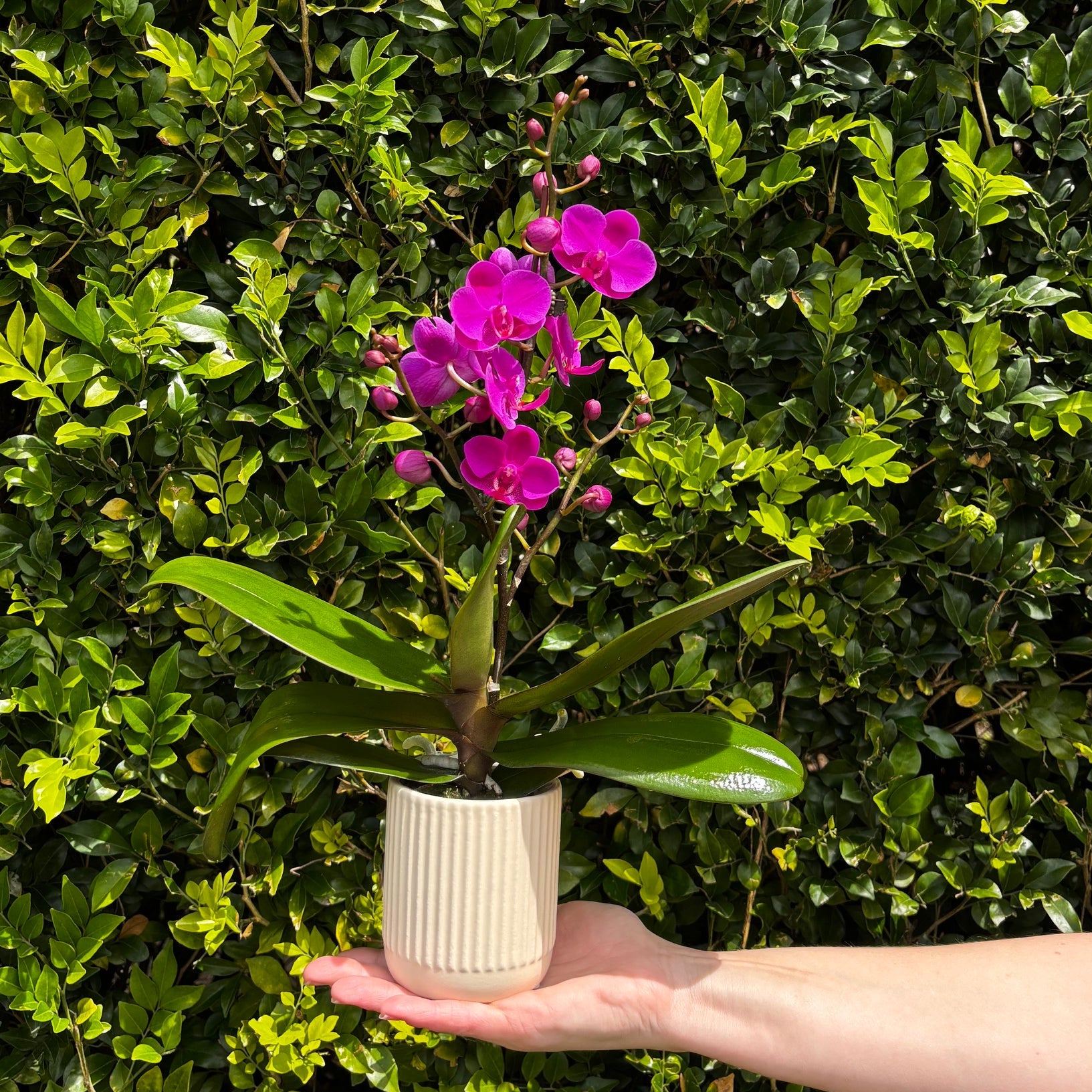 PHALAENOPSIS ORCHID 9CM