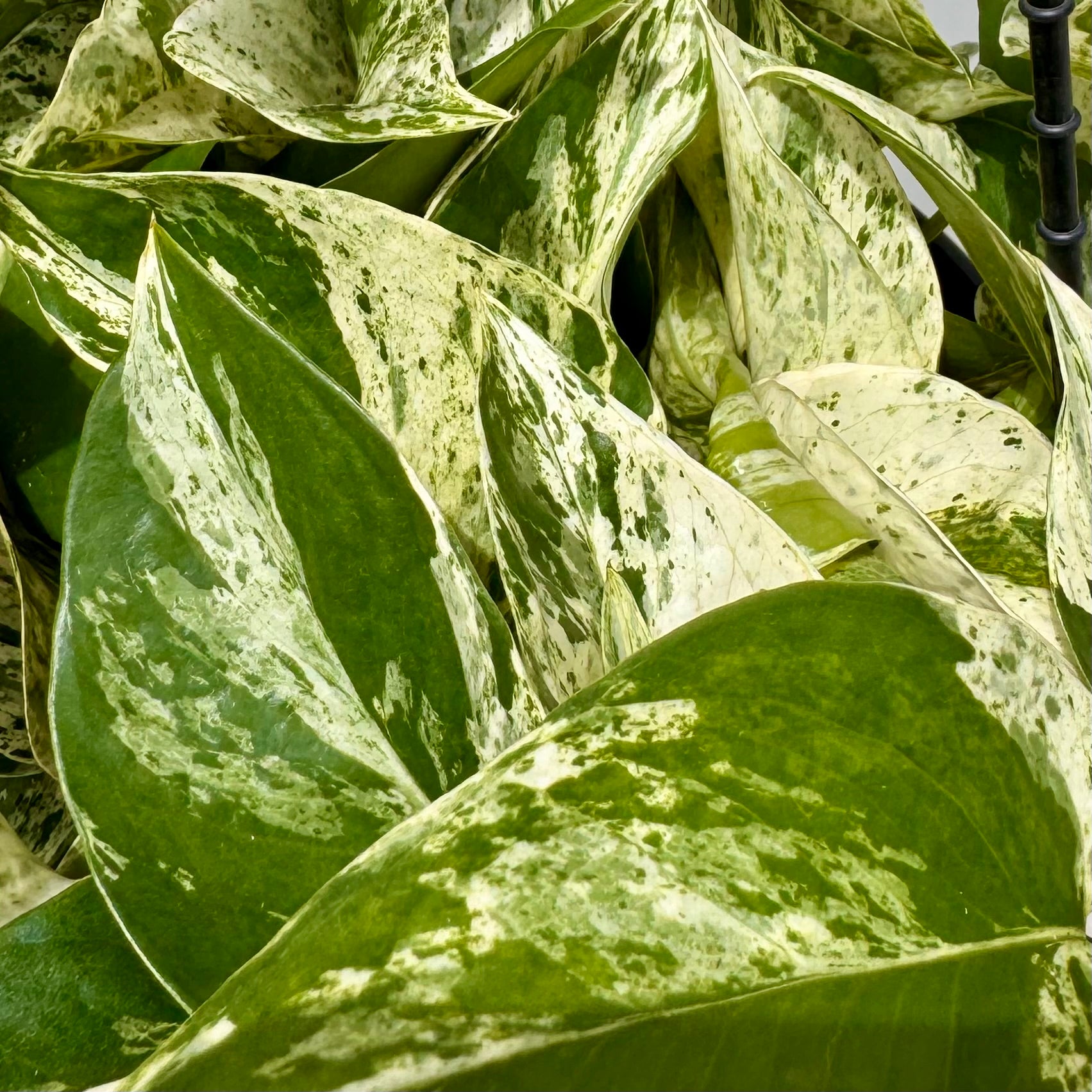 POTHOS “MARBLE QUEEN” IN HANGER