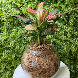 Potted plant with a decorative glass sphere against a green foliage background