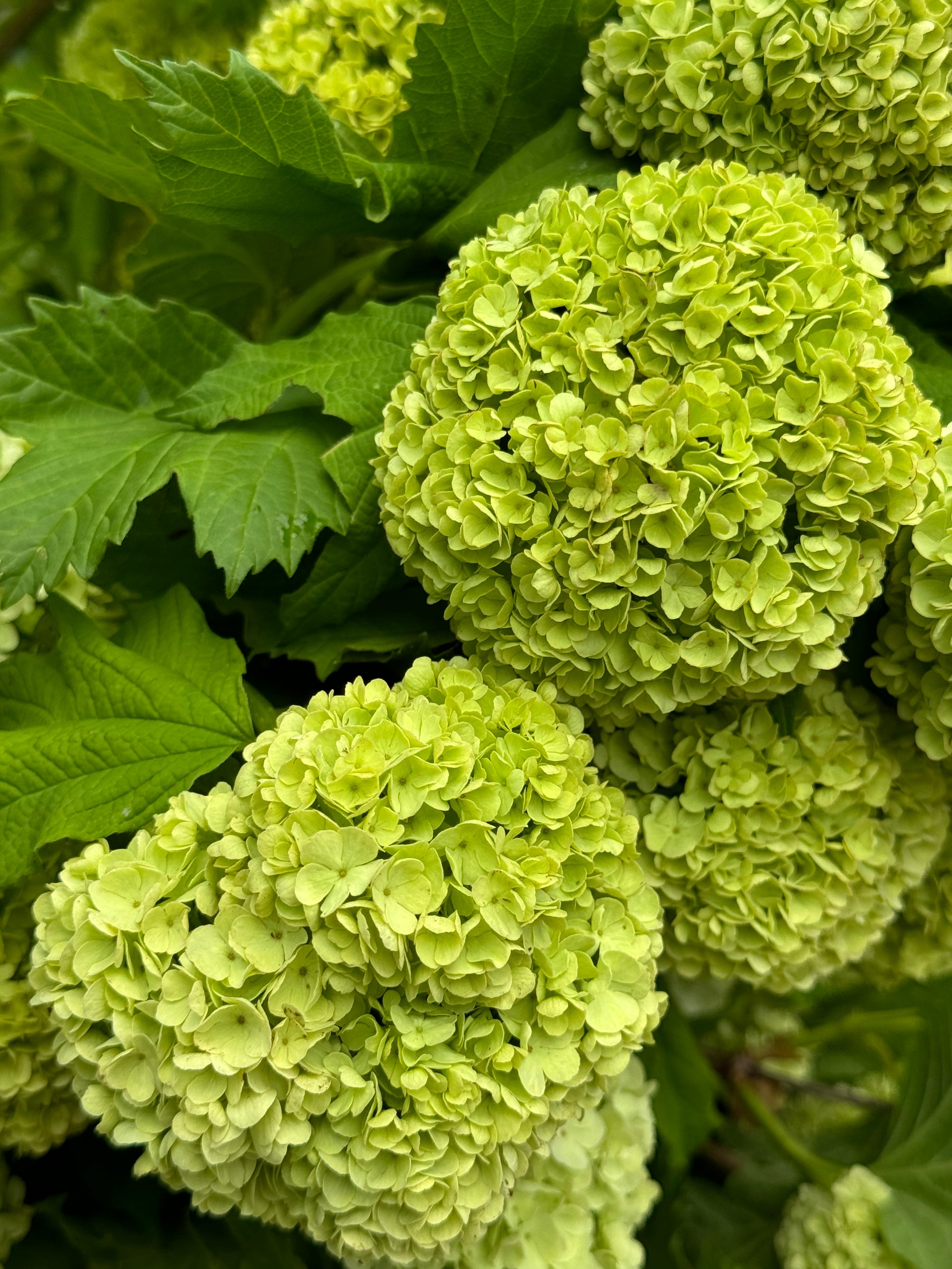 SNOWBALL VIBURNUM MARKET BUNCH