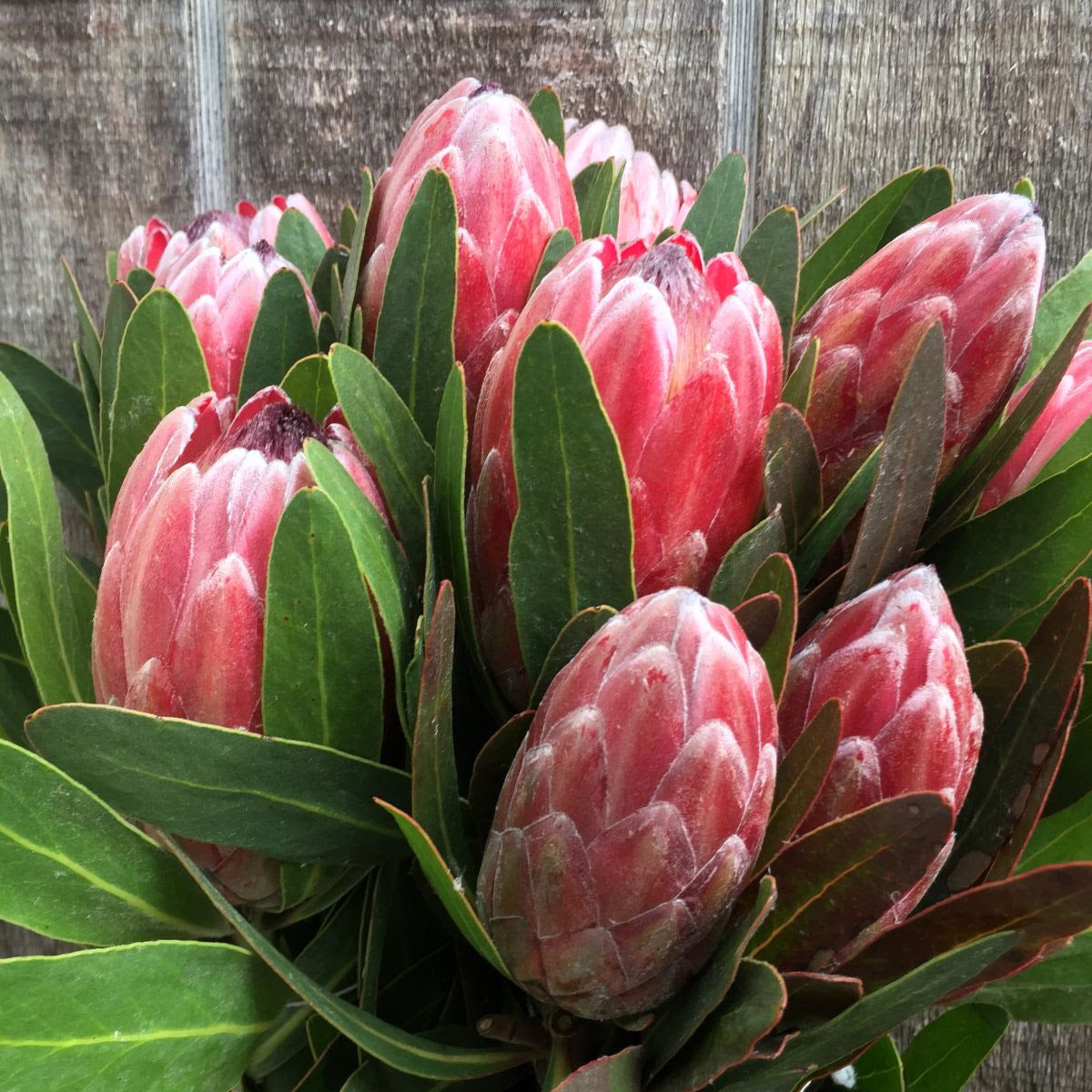 FRESH PROTEA BUNCHES