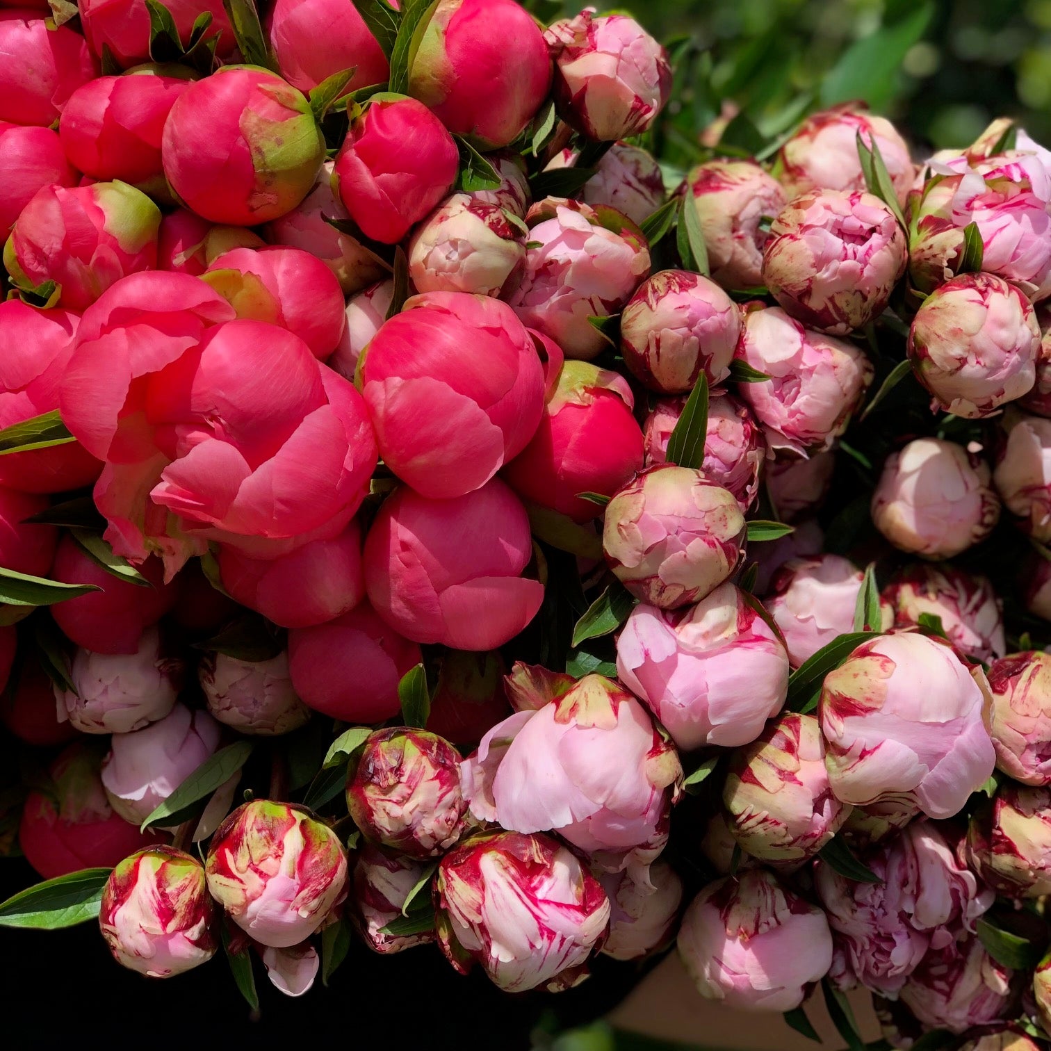 PEONY BUNCH - 5 Stems