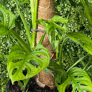 A green Monstera adansonii plant.