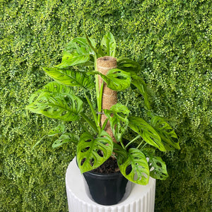 A potted Monstera plant with green leaves and a coir support stake, sitting on a white pedestal in front of a green wall.