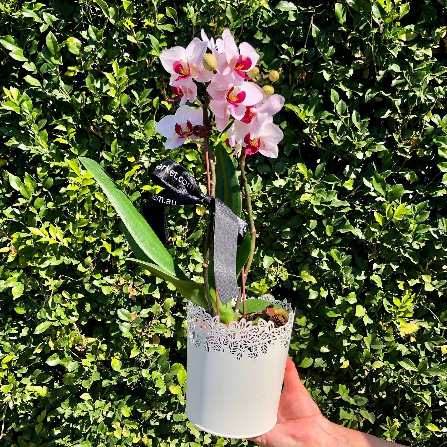 MINI PHALAENOPSIS IN PLANTER