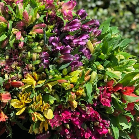 FRESH ALSTROMERIA BUNCHES