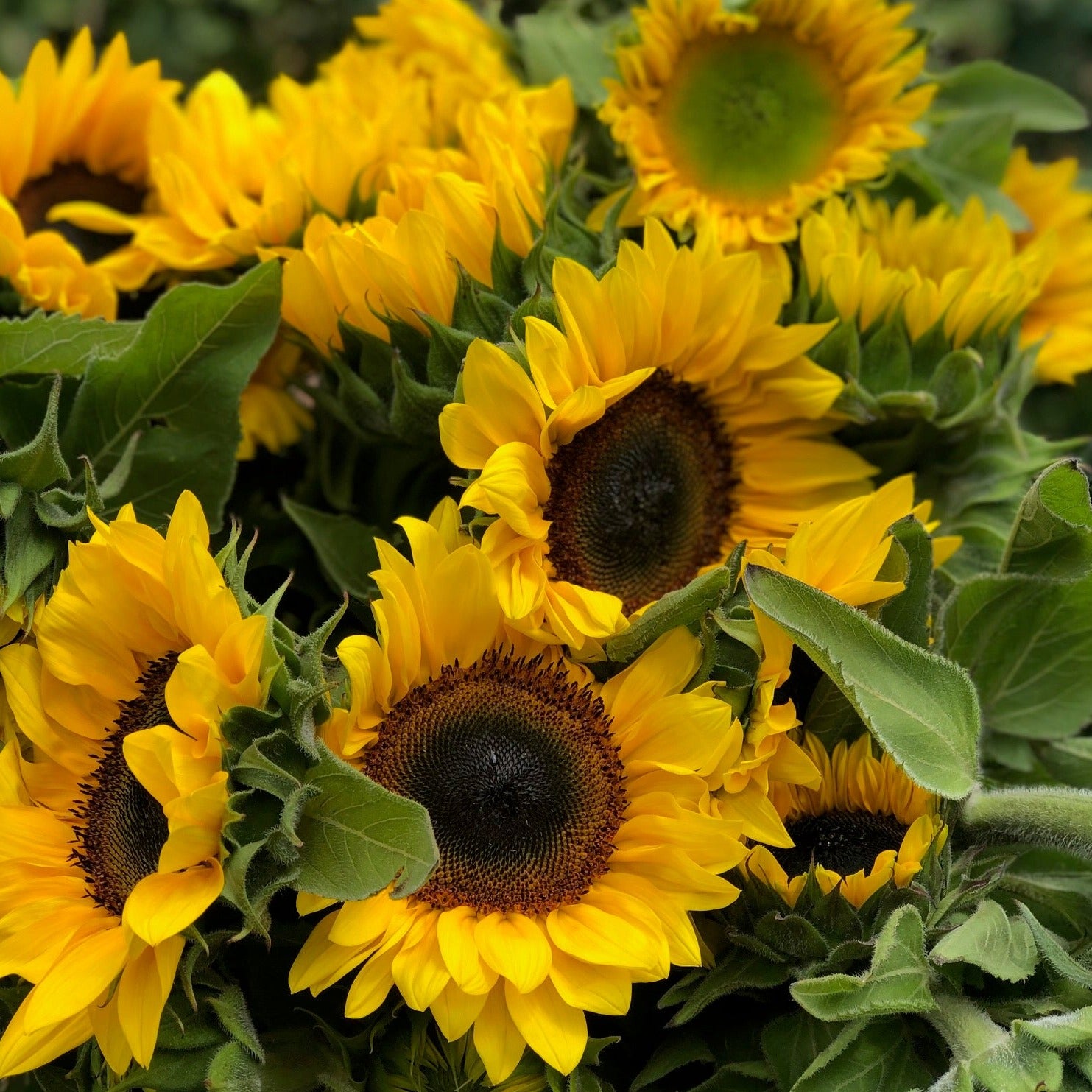 FRESH SUNFLOWER BUNCH