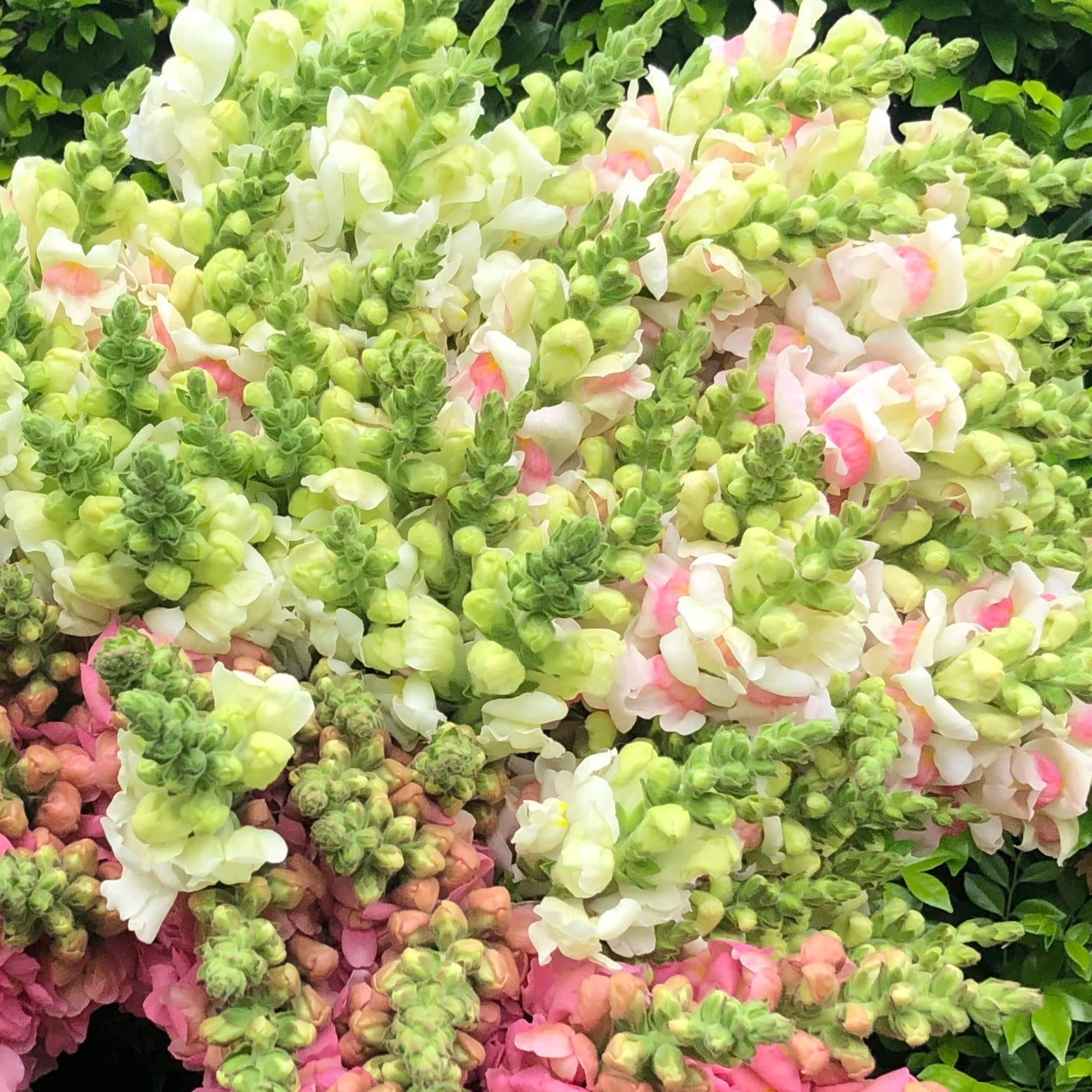 FRESH SNAPDRAGON BUNCHES