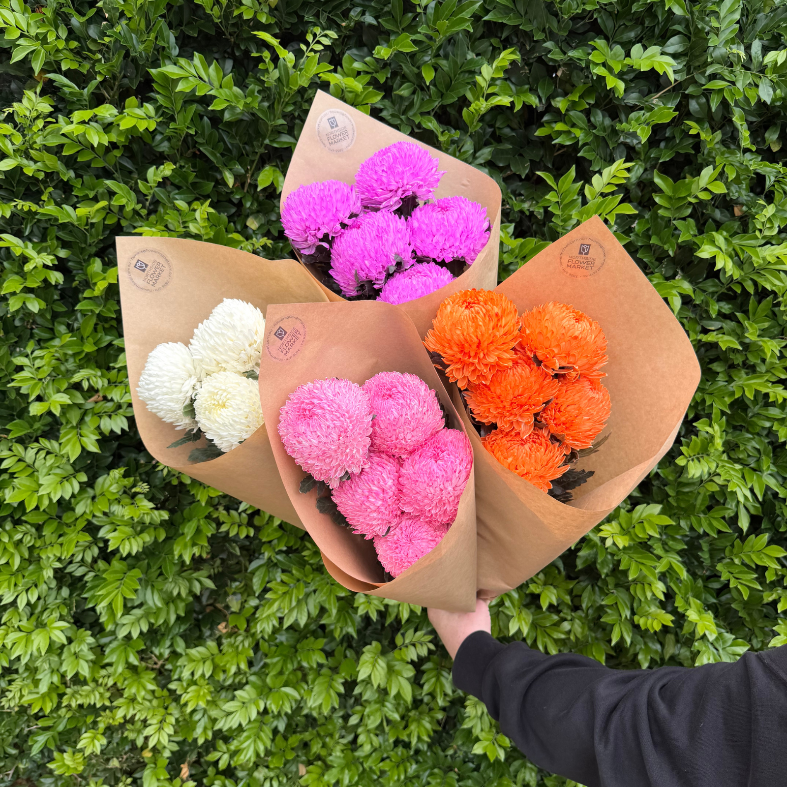 FRESH DISBUD BUNCHES (POMS)
