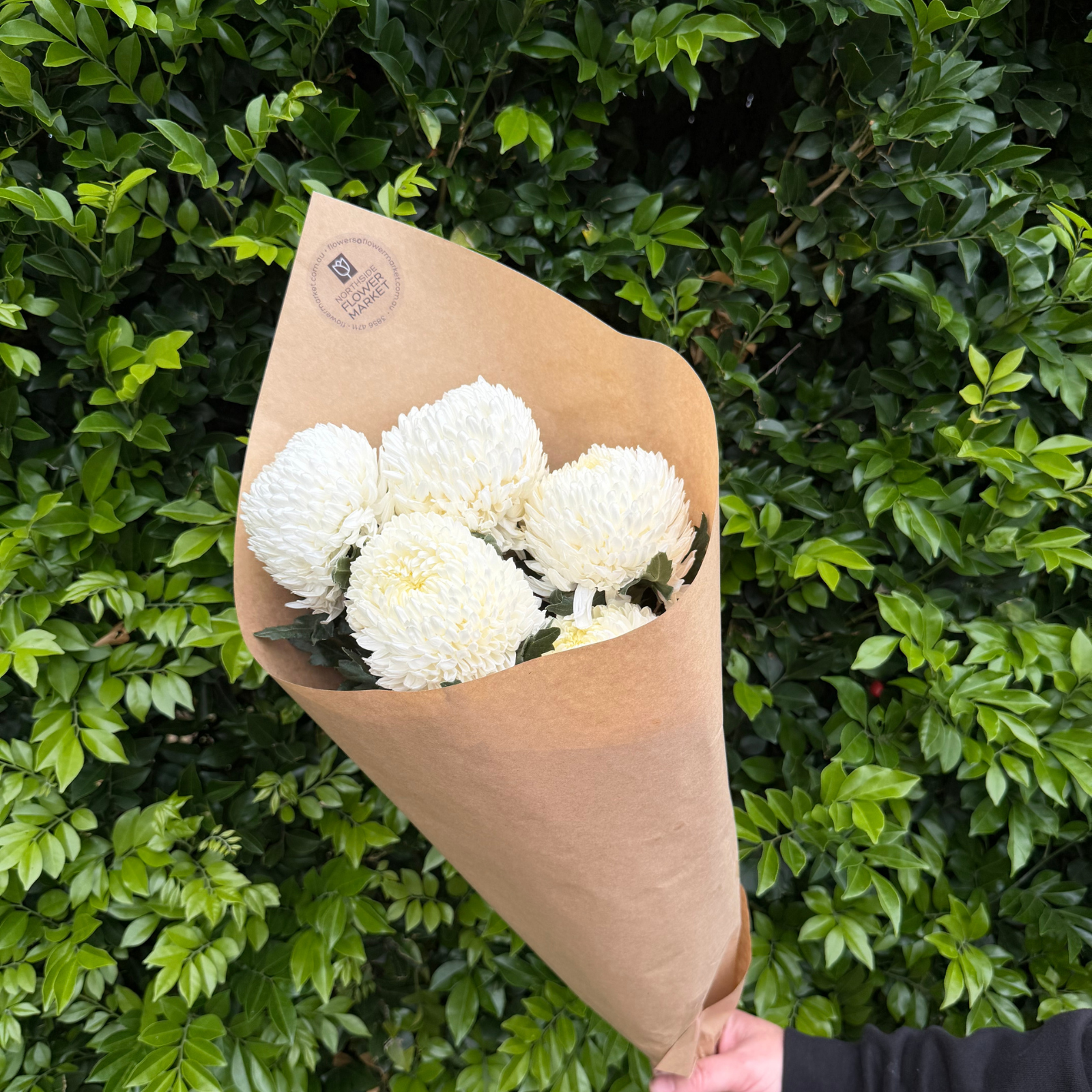 FRESH DISBUD BUNCHES (POMS)