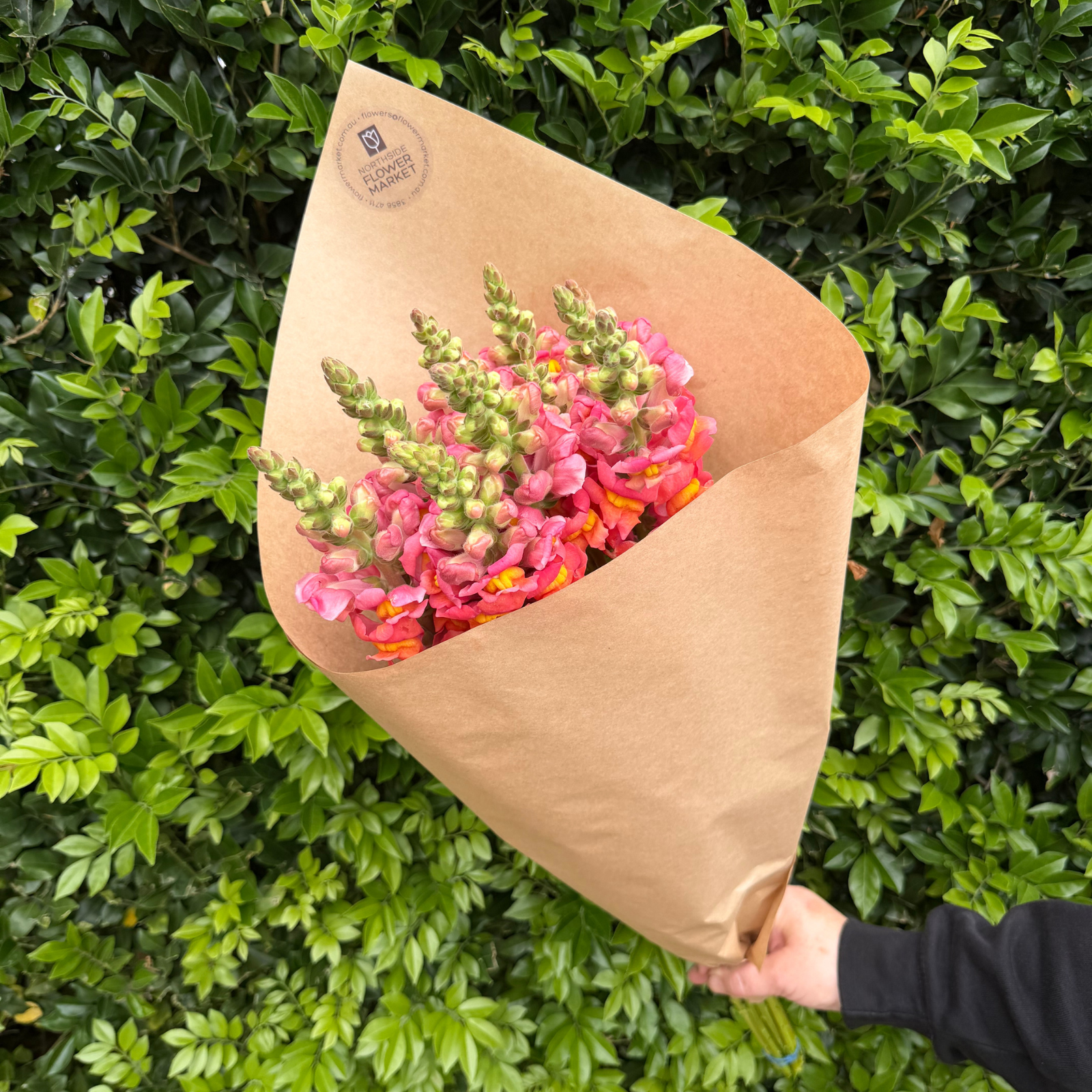 FRESH SNAPDRAGON BUNCHES