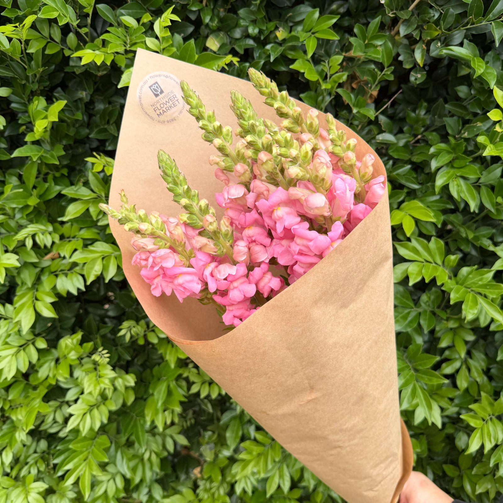FRESH SNAPDRAGON BUNCHES