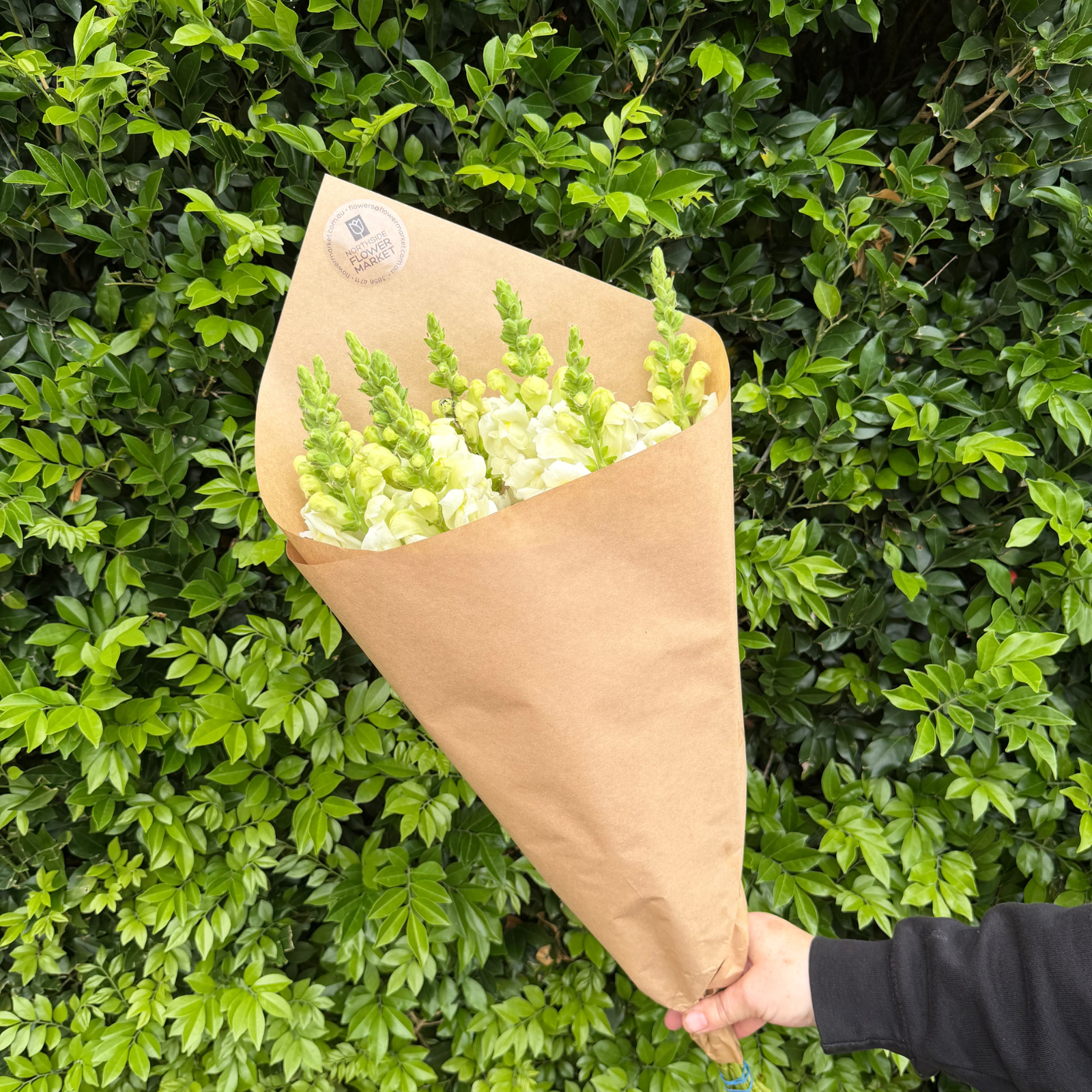 FRESH SNAPDRAGON BUNCHES