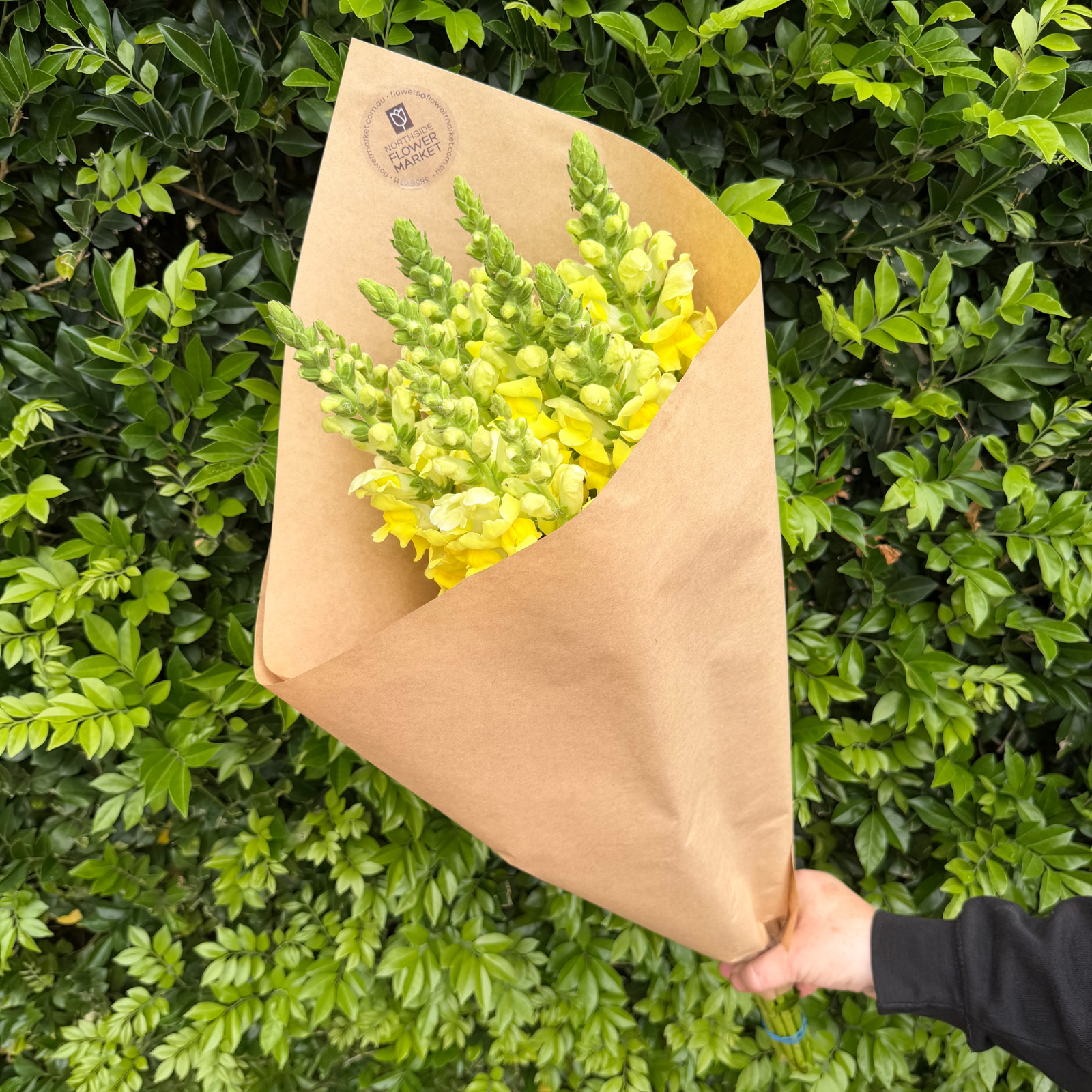 FRESH SNAPDRAGON BUNCHES