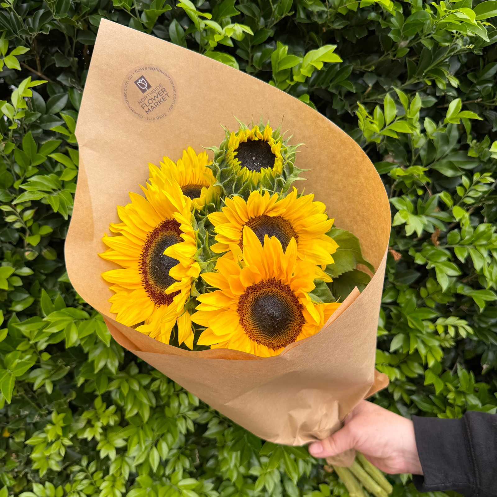 FRESH SUNFLOWER BUNCH