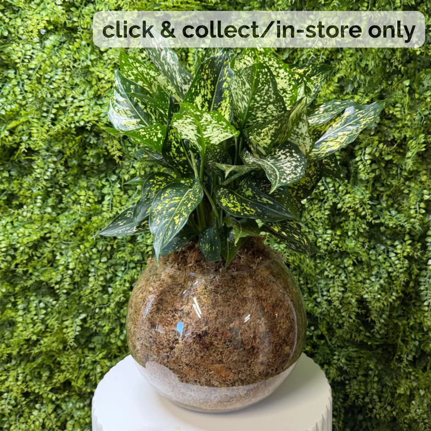 Open terrarium on a white pedestal with a green leafy background.