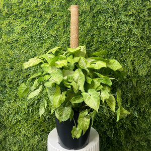 A variegated Syngonium plant in a black nursery pot, supported by a coir wrapped totem, set against a dense green background.