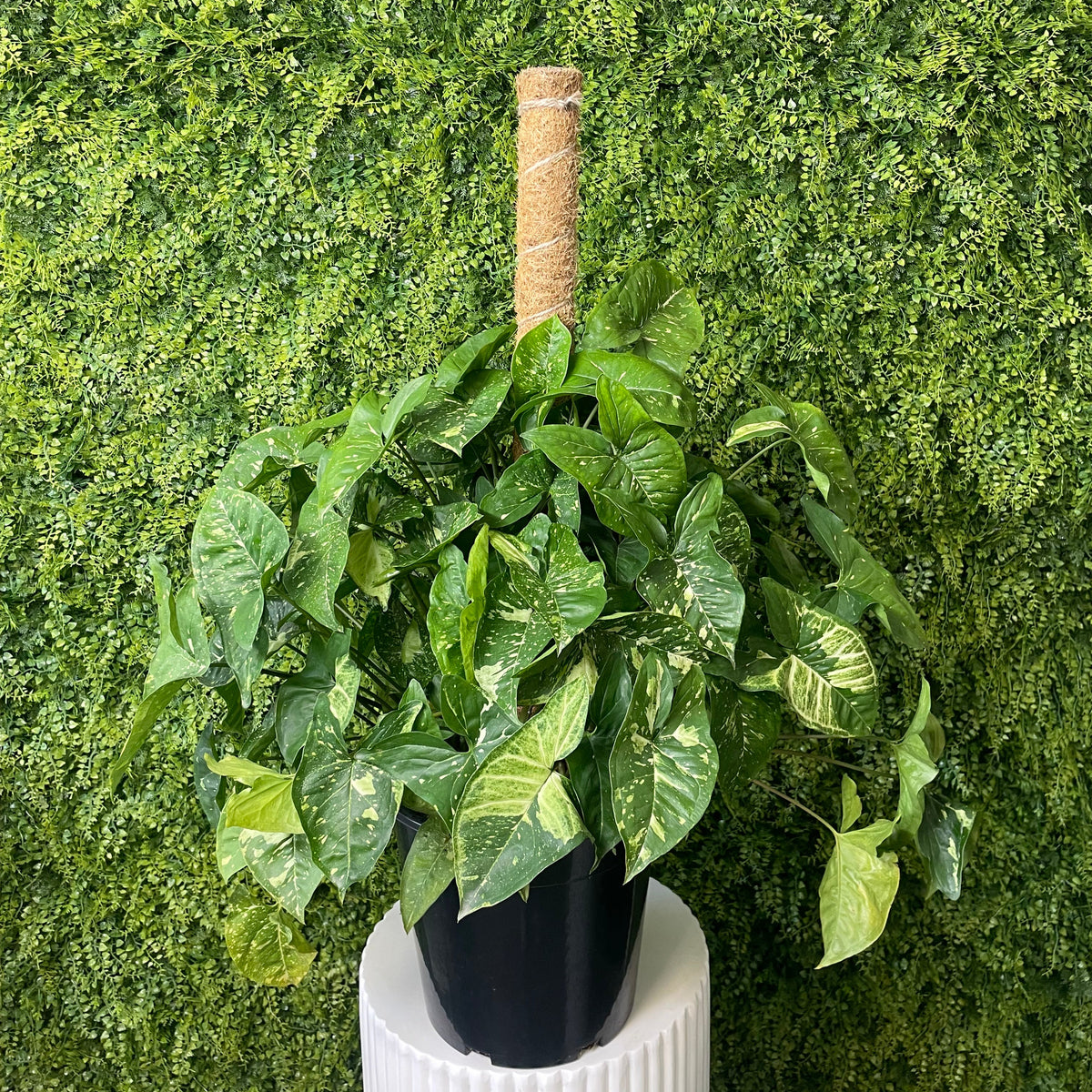 A variegated green Syngonium houseplant in a black pot, supported by a coir wrapped totem, displayed on a white pedestal against a green foliage wall.