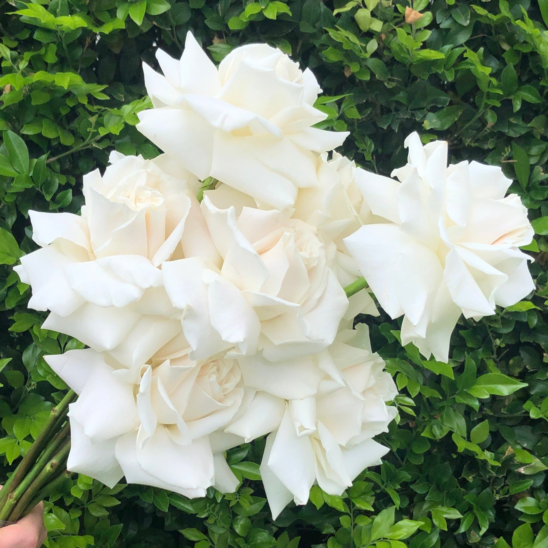 Refled White Roses WHITE REFLEXED ROSE WEDDING BOUQUET - Northside Flower Market