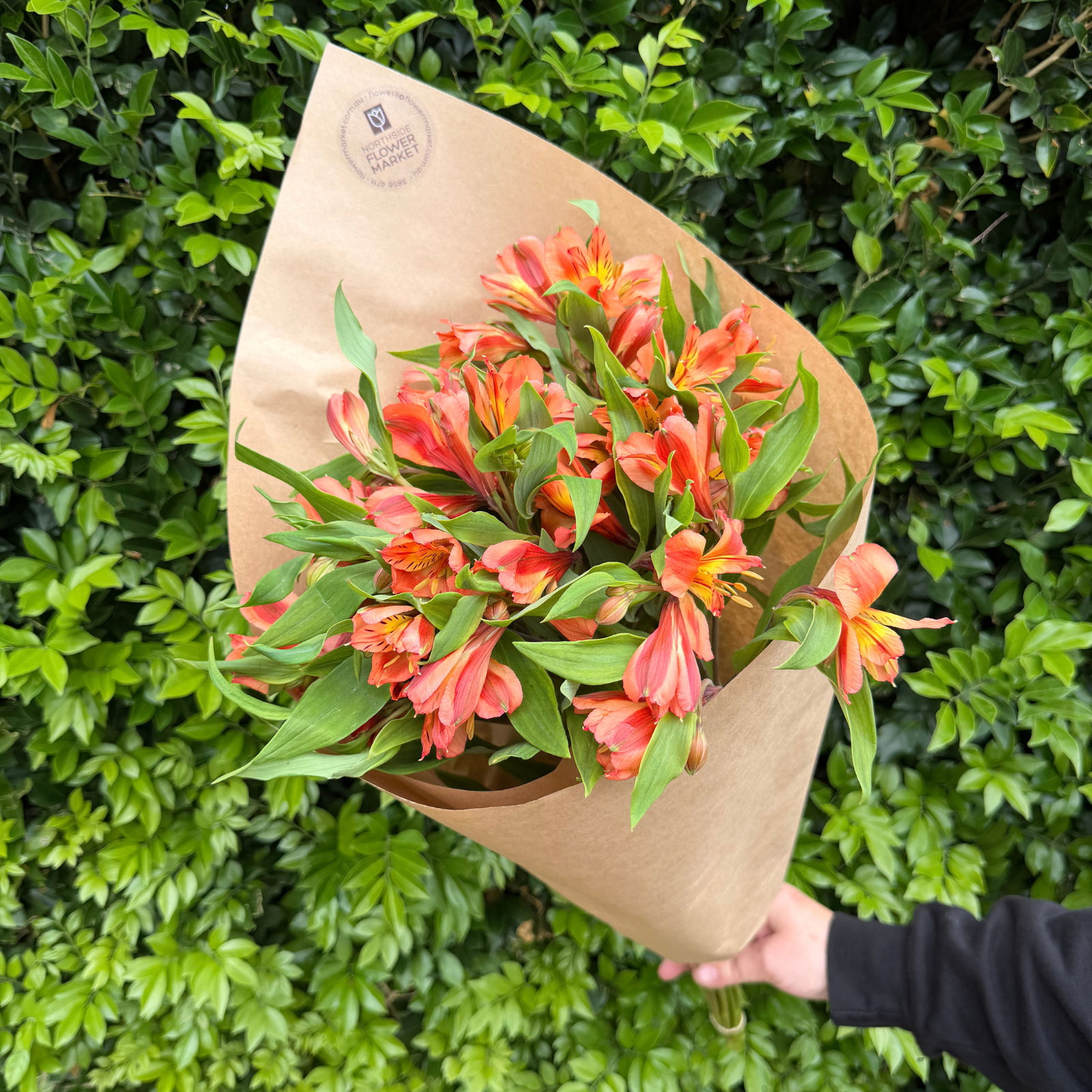 FRESH ALSTROMERIA BUNCHES