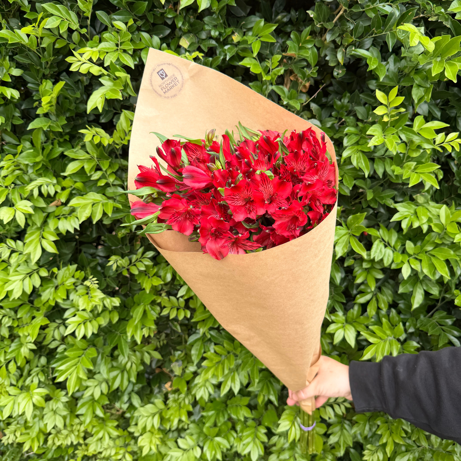 FRESH ALSTROMERIA BUNCHES