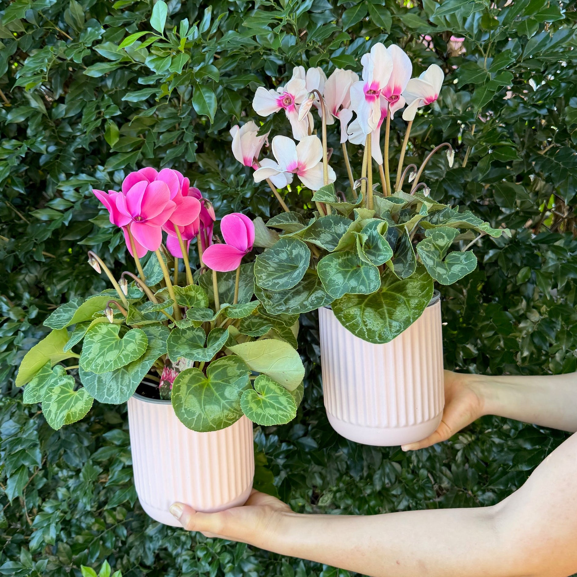 CYCLAMEN IN PLANTER