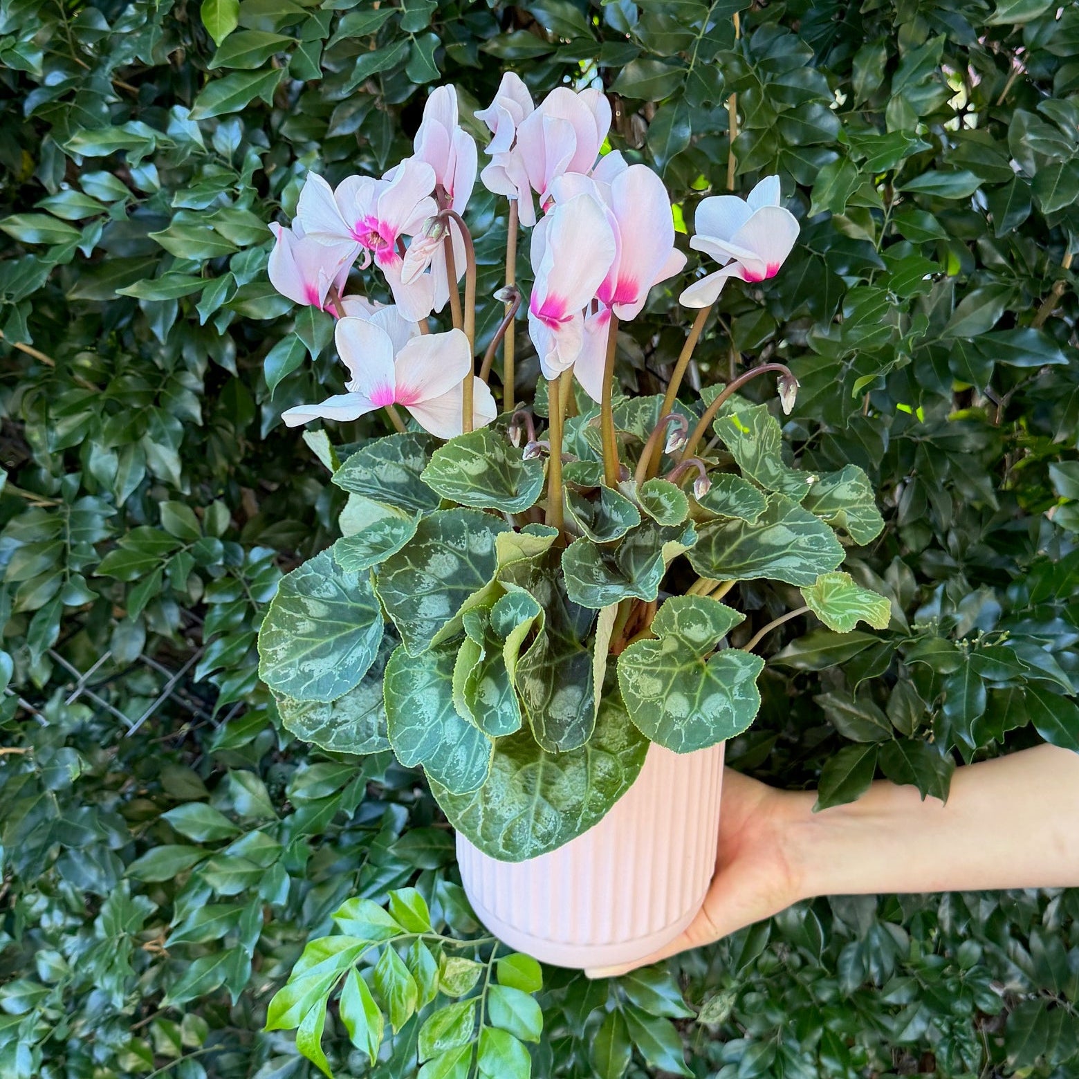 CYCLAMEN IN PLANTER