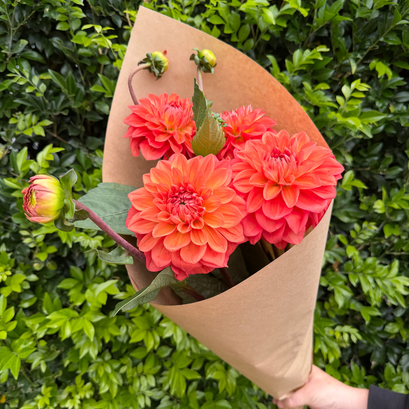 FRESH DAHLIA BUNCHES