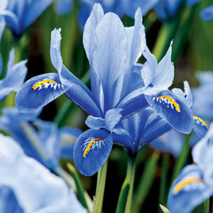 FRESH IRIS BUNCHES