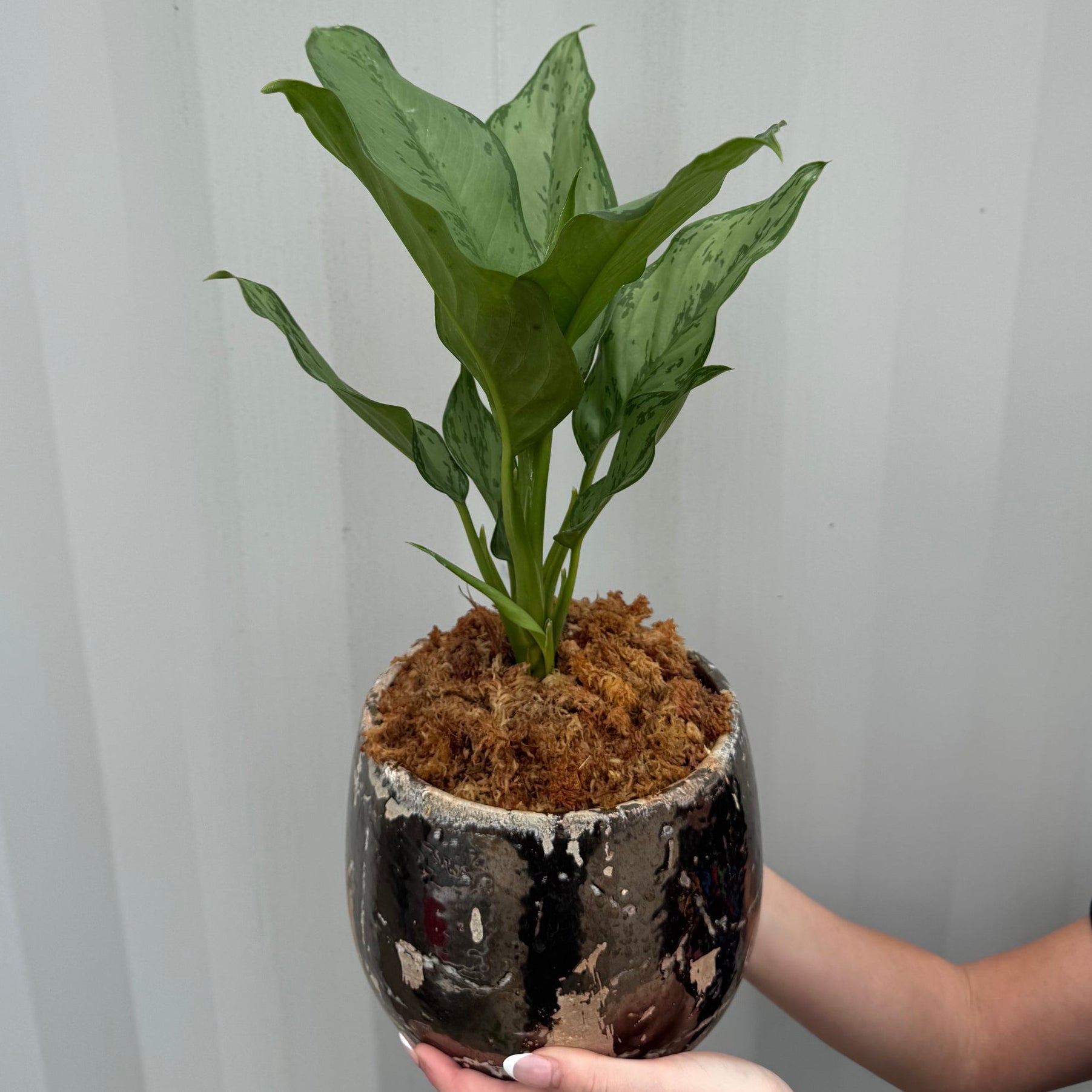 INDOOR PLANT - VARIOUS
