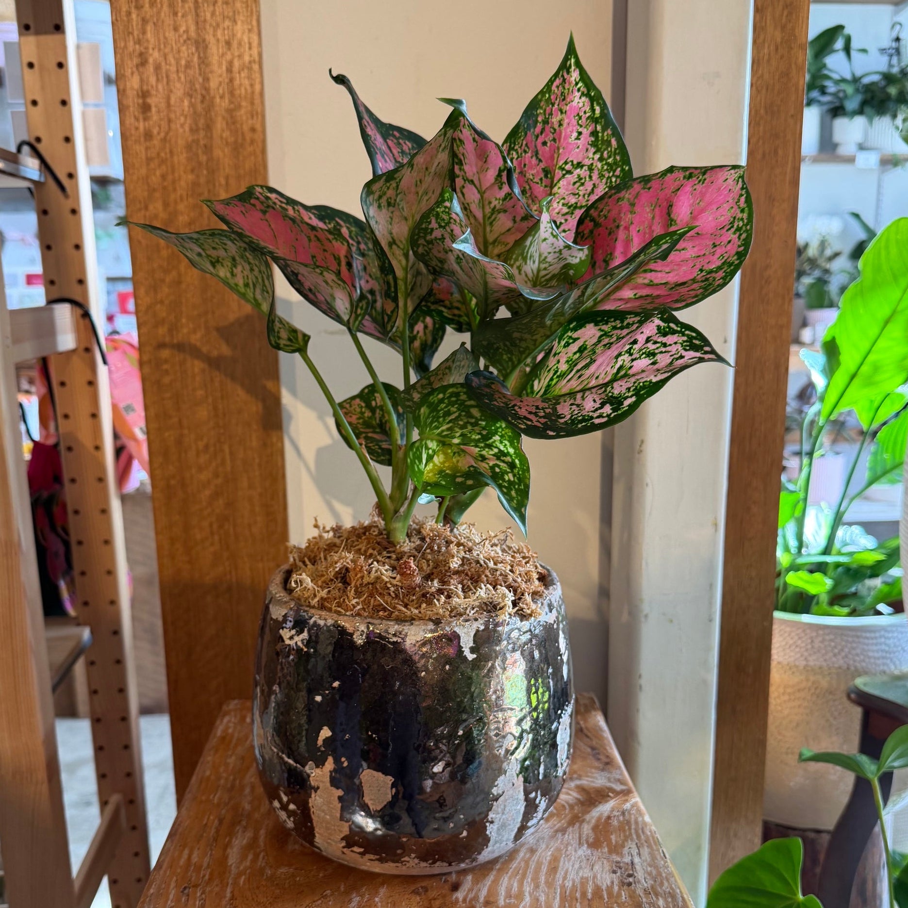 INDOOR PLANT - VARIOUS