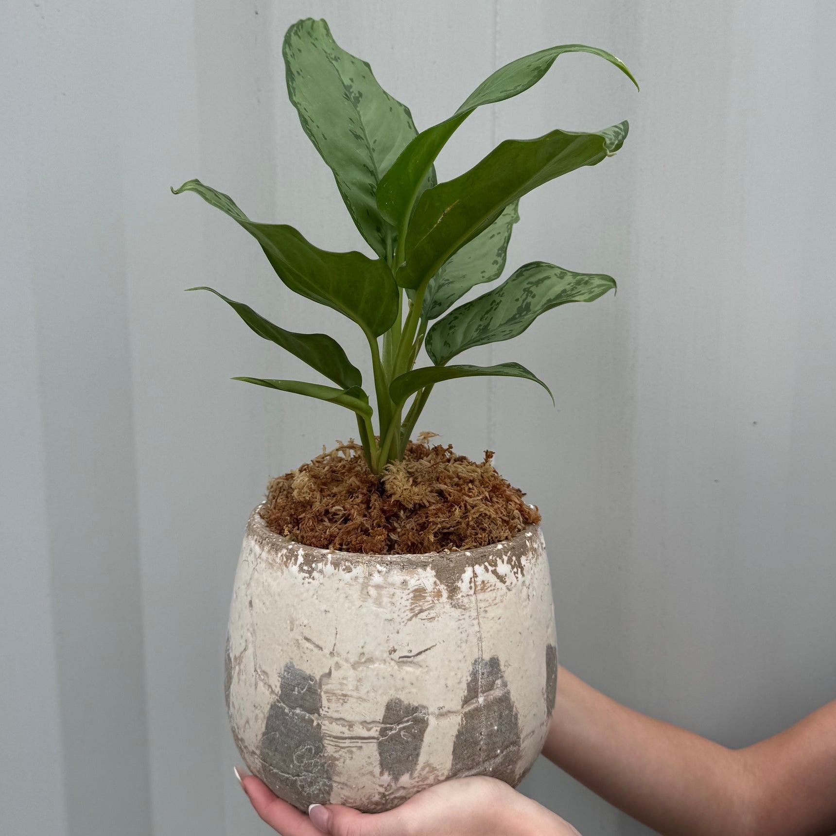 INDOOR PLANT - VARIOUS
