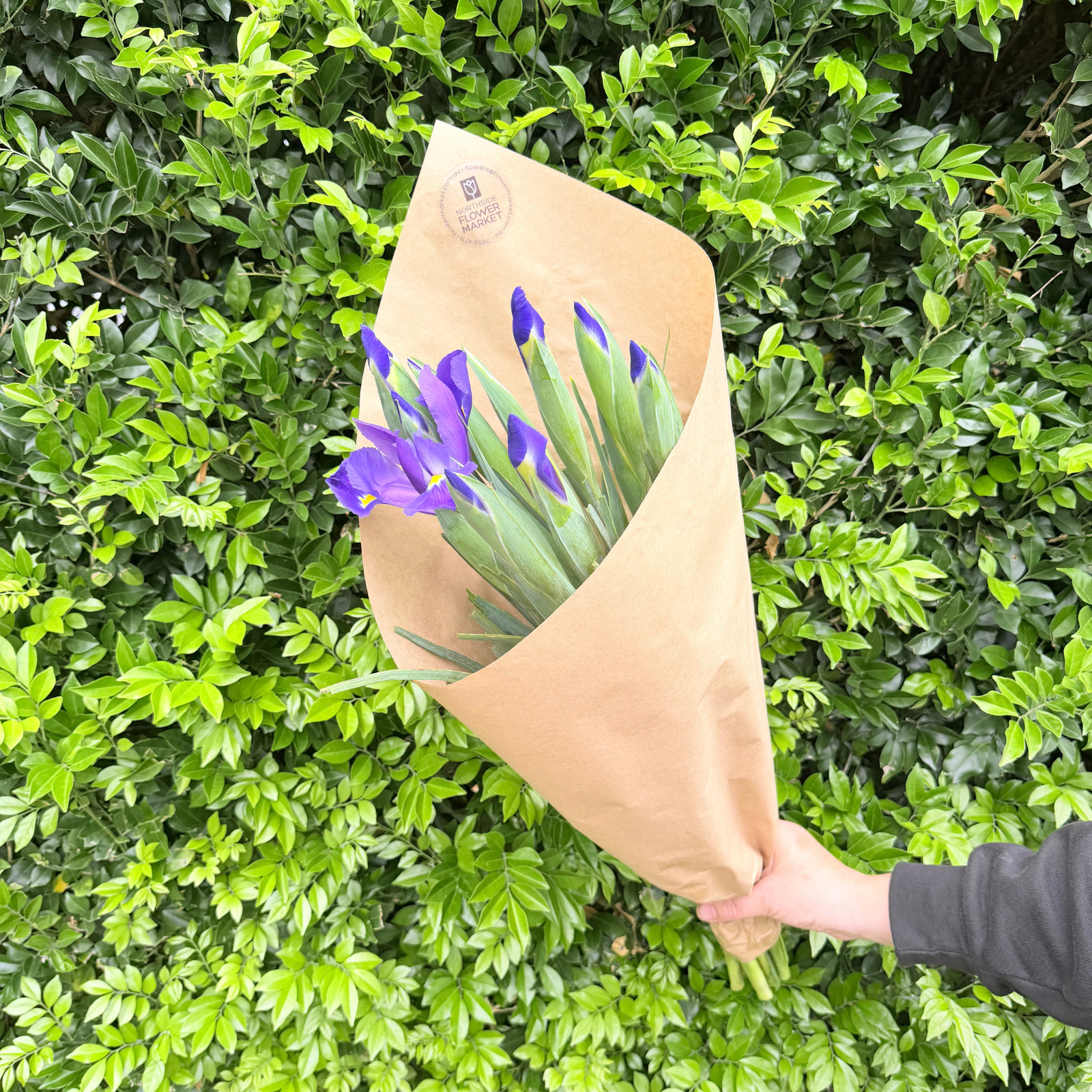 FRESH IRIS BUNCHES